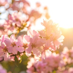 Pink blossoms with sun glow