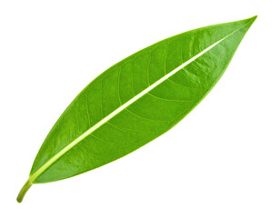 Obraz premium Single fresh green leaf with a prominent midrib isolated on white.