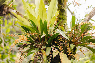 green leaves in the forest
