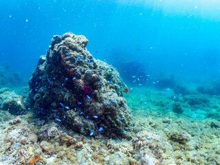ソラスズメダイ, Heavenly Damselfish, Pomacentrus coelestis, スズメダイ科,
アカハタ, Blacktip Grouper, Epinephelus fasciatus, ハタ科,
他の群れ。
静岡県伊豆半島南伊豆町中木ヒリゾ浜-2025年
