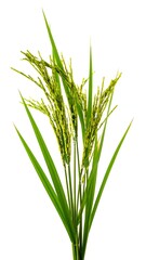 Obraz premium Rice plant