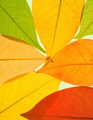 Obraz premium Colorful autumn leaves arranged in a circular fan