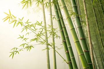 Fototapeta premium Green bamboo stalks growing with slender stems in sunlight