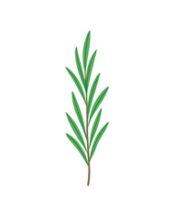 Vector art of a single green rosemary sprig isolated on a