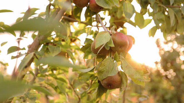 Spotted Pear at sinrise