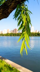 Naklejka premium Willow branch over a serene city lake view