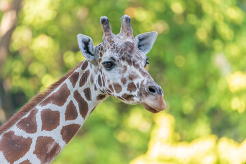 Obraz premium portrait of a giraffe