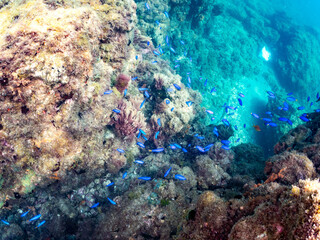 キンギョハナダイ, Sea Goldie, Pseudanthias squamipinnis, ハナダイ亜科,
ソラスズメダイ, Heavenly Damselfish, Pomacentrus coelestis, スズメダイ科,
他の群れ。
静岡県伊豆半島南伊豆町中木ヒリゾ浜-2025年
