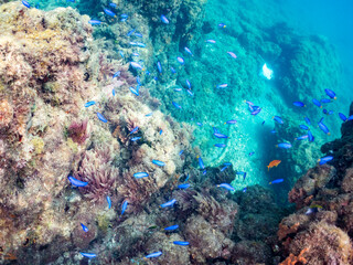 キンギョハナダイ, Sea Goldie, Pseudanthias squamipinnis, ハナダイ亜科,
ソラスズメダイ, Heavenly Damselfish, Pomacentrus coelestis, スズメダイ科,
他の群れ。
静岡県伊豆半島南伊豆町中木ヒリゾ浜-2025年
