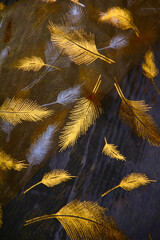 goldene federn auf holz