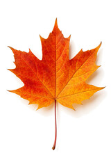 Fototapeta premium Autumn Maple Leaf Isolated on Transparent Background