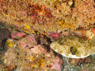 サザナミフグ,  White-spotted puffer, Arothron hispidus, フグ科, 他の群れ。 静岡県伊豆半島南伊豆町中木ヒリゾ浜-2025年  © d3_plus