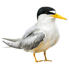 Obraz premium Realistic Detailed Bird Isolated on Transparent Background