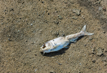 Dead fish on a lake mud