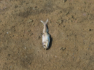 Dead fish on a lake mud