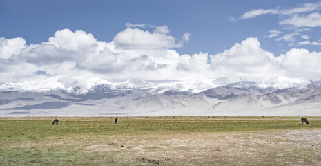 Obraz premium Grassy pastures for cattle in the highlands of the Tien Shan in the Pamirs in Tajikistan, against the backdrop of mountain peaks with snow and glaciers, lakes, and dry grass for grazing animals