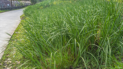 A lawn with tall, lush green grass. Close-up. There is a pedestrian path nearby.