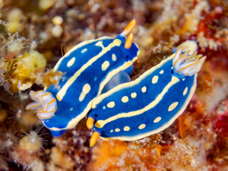 アオウミウシ, Colorful Sea Slug, Hypselodoris Festiva, Sea Slug, イロウミウシ科,
他の群れ。
静岡県伊豆半島南伊豆町中木ヒリゾ浜-2025年
