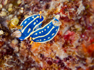アオウミウシ, Colorful Sea Slug, Hypselodoris Festiva, Sea Slug, イロウミウシ科,
他の群れ。
静岡県伊豆半島南伊豆町中木ヒリゾ浜-2025年
