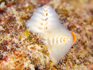 イバラカンザシ,
英名学名科目：Christmas Tree Worm, Spirobranchus giganteus, カンザシゴカイ科,
他の群れ。
静岡県伊豆半島南伊豆町中木ヒリゾ浜-2025年
