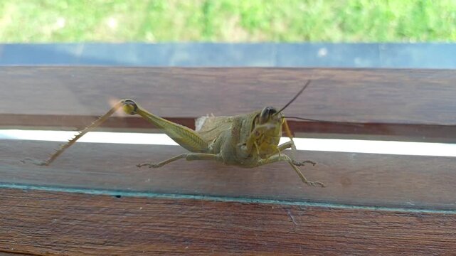 brown grasshopper walks behind a windowpane against a blurred courtyard. The concept of everyday environmental ecology.