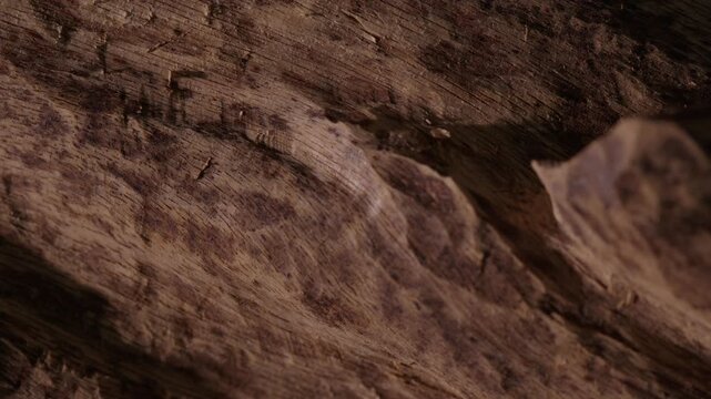 Close-up of the surface of the agarwood tree trunk filmed with a gentle gliding motion, the textured details show the veins of many years of high-quality agarwood.