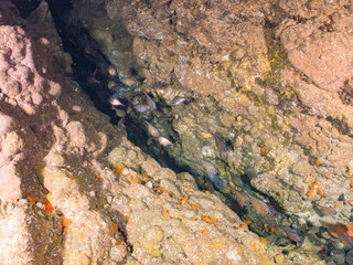 ミナミハタンポ, Black-Stripe Sweeper, Pempheris schwenkii, ハタンポ科,
イボヤギ, Orange Cup Coral,
カイメン, Sea Sponge,
ソフトコーラル, Soft Coral,
他の群れ。
静岡県伊豆半島南伊豆町中木ヒリゾ浜-2025年
