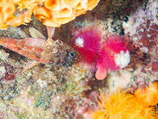 イソカサゴ, 
イバラカンザシ,
英名学名科目：
Cheekspot scorpionfish, Scorpaenodes littoralis, フサカサゴ科,
Christmas Tree Worm, Spirobranchus giganteus, カンザシゴカイ科,
他の群れ。
静岡県伊豆半島南伊豆町中木ヒリゾ浜-2025年
