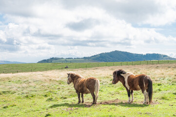 Fototapeta premium 高原の馬