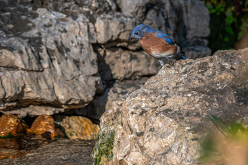 Eastern bluebird looking down at water from a rock.