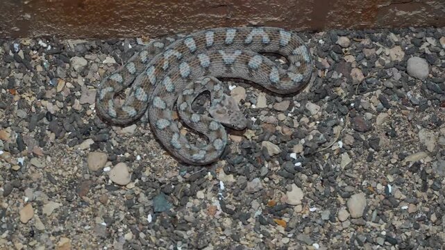 4K Footage of Echis coloratus (Painted Carpet Viper) Camouflaged Among Rocks Near Wall &ndash; Desert Snake Blending with Environment