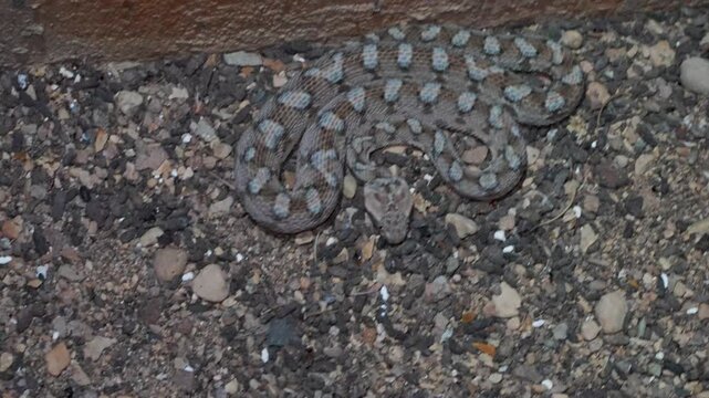 4K Footage of Echis coloratus (Painted Carpet Viper) Camouflaged Among Rocks Near Wall &ndash; Desert Snake Blending with Environment