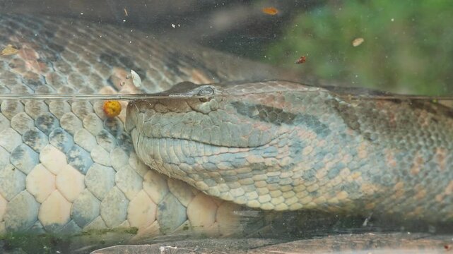 Python snake reptile close up underwater with detailed scales and textured skin natural aquatic habitat showing reptile eye body pattern camouflage wildlife nature animal water surface calm