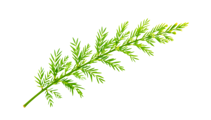 A detailed view of a single fern leaf showcasing intricate patterns and vibrant green color