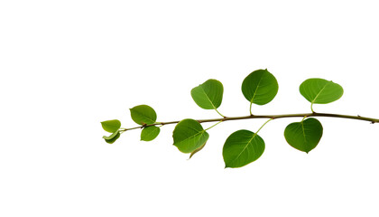 Fototapeta premium a delicate branch of a tree with vibrant green leaves, showcasing natural beauty