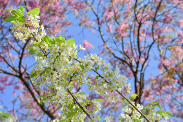white flowers in spring