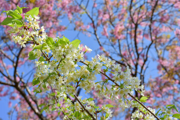blooming cherry tree in spring