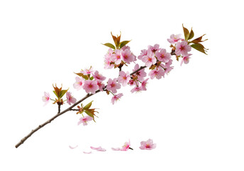 Cherry blossom branch with pink flowers, green leaves, scattered petals on transparent background, pristine studio lighting, Concept of pure natural elegance