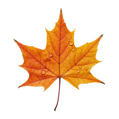 Fototapeta premium A single, perfectly preserved maple leaf displaying fiery red, orange, golden yellow hues and glistening dew drops, isolated on a solid transparent background. Concept of natural perfection