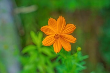 ひっそりと咲く満開のキバナコスモス