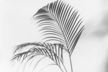 Palm tree leaf shadow on textured wall background, black and white tropical leaves silhouette, abstract plant branch decoration, floral pattern backdrop, foliage border, art natural frame, copy space
