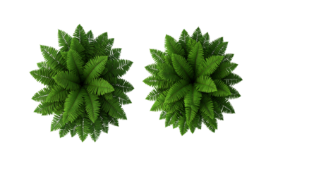 Realistic, Lush Green Fern Cluster, Dense Foliage, Abundant Growth, Transparent Background.