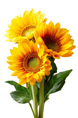 Three blooming sunflowers isolated