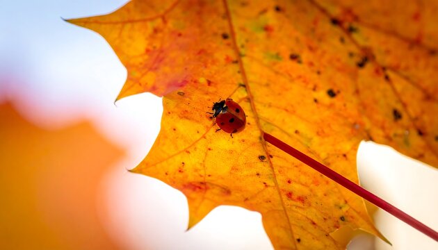 Ladybug on vibrant autumn leaf