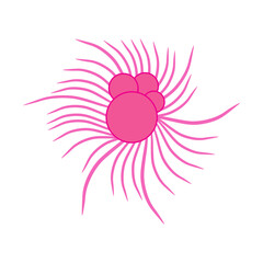 Globigerina Protozoa