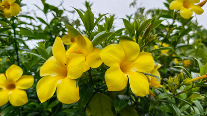 Fototapeta premium Allamanda flowers glowing yellow bright in countryside natural garden environment