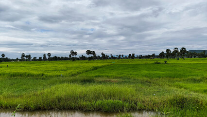 Obraz premium Beautiful wide rice field view under dramatic cloudy blue sky