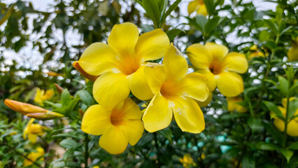 Fototapeta premium Bright golden allamanda blossoms blooming beautifully in countryside garden environment