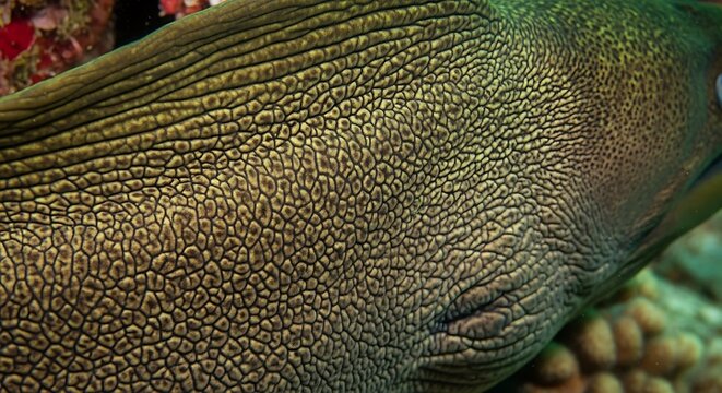 Close-up of a Green Moray Eel's patterned skin with intricate texture underwater