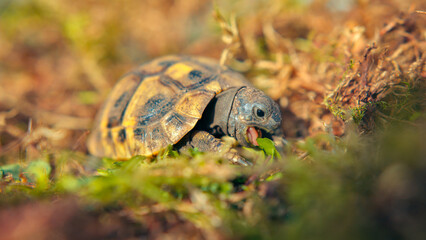 Baby turtle in a wildlife conservation center hatchery for monitoring prior to release into the wild